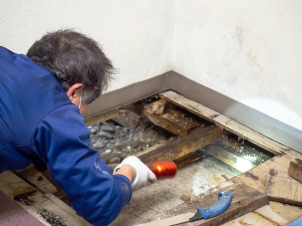 Best Mold Testing  in Crane, TX