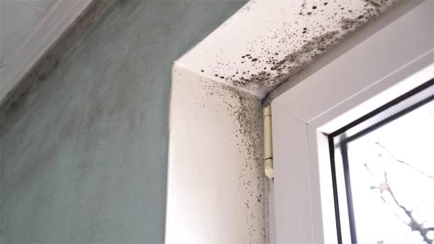 Best Same-Day Mold Removal  in Crane, TX