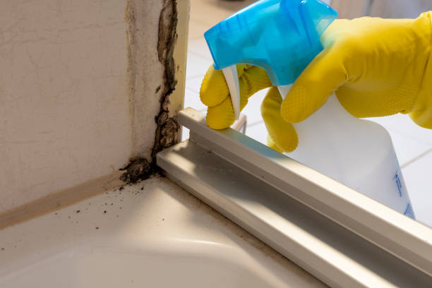 Professional Mold Removal in Crane, TX