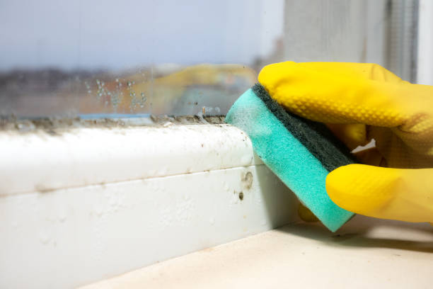Best Certified Mold Removal  in Crane, TX