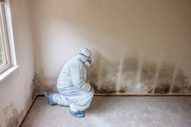 Best Residential Mold Removal  in Crane, TX