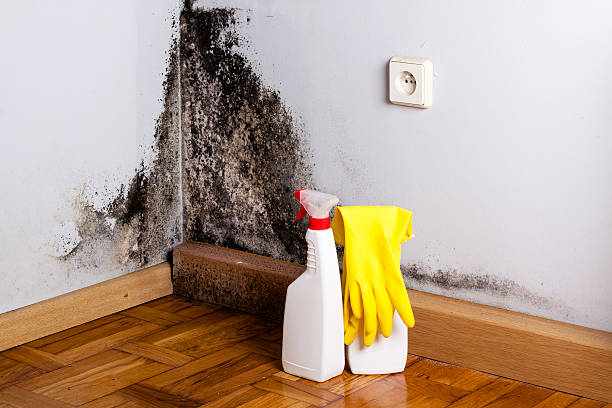 Best Affordable Mold Removal  in Crane, TX