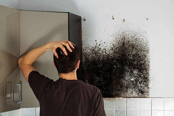  Crane, TX Mold Removal Pros