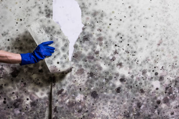 Best Professional Mold Removal  in Crane, TX