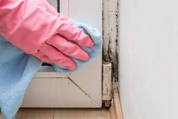 Best Best Mold Removal Companies  in Crane, TX