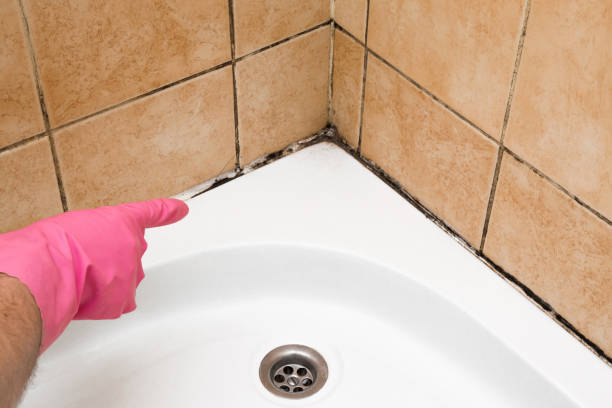 Best Attic Mold Removal  in Crane, TX